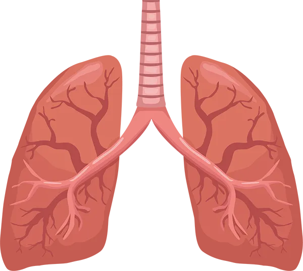 Grafisches Schaubild einer Lunge